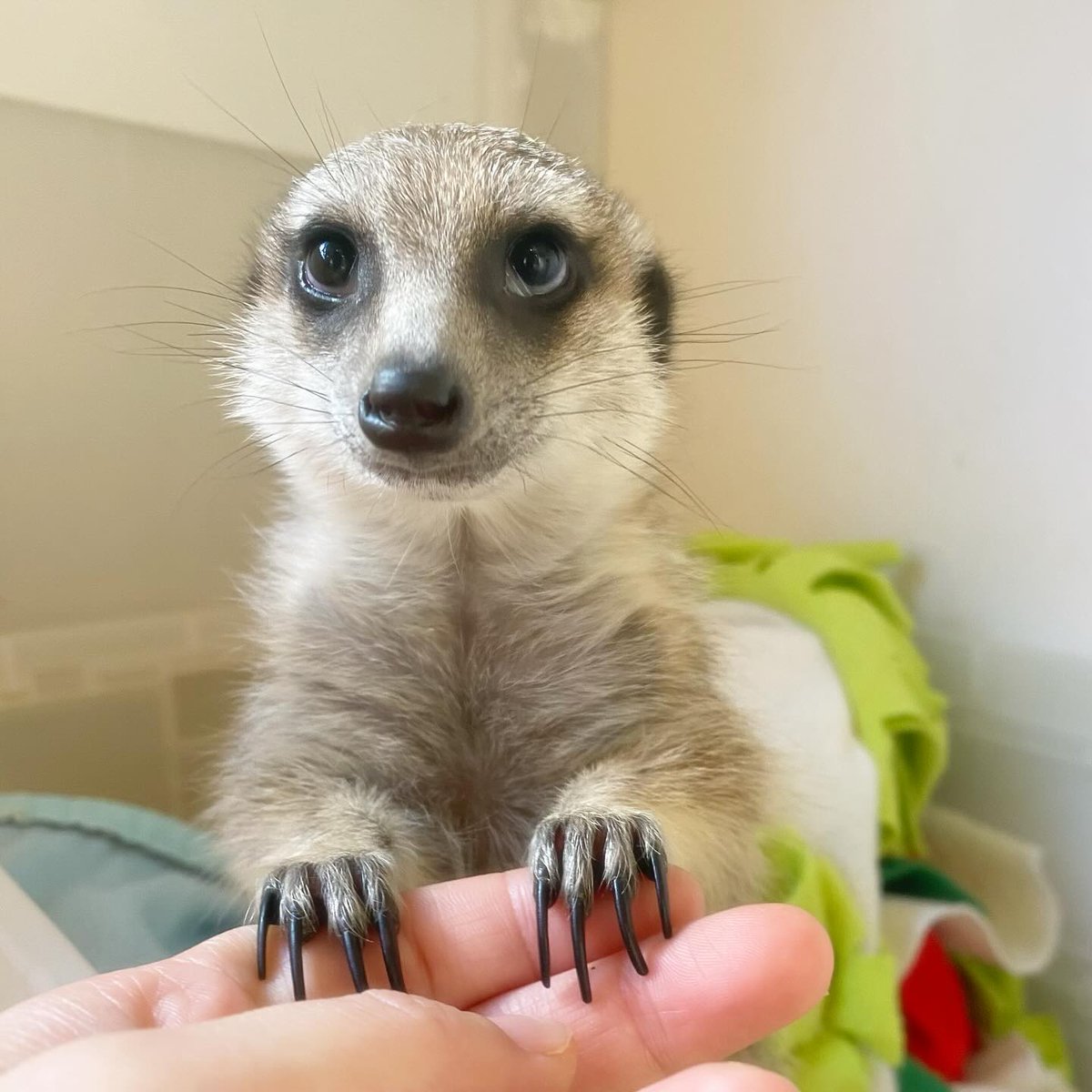 googoo_cafe's tweet image. 「みつかっちゃった…？」という表情の キャビアちゃん 🧺👀
おもちゃ箱でひとりかくれんぼしていたようです🍃
この上目づかい、反則級のかわいさ…☺️✨

“Did you find me…?”
Caviar looks up with that adorable expression 👀🧺
It seems she was playing hide-and-seek alone in the toy box 🍃…