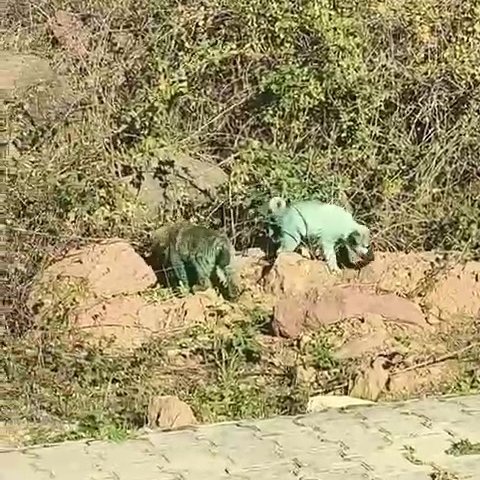 Kocaeli'de vücutlarının çeşitli yerleri mavi, yeşil ve kızıl renklere boyanmış sokak köpekleri görüntülendi.