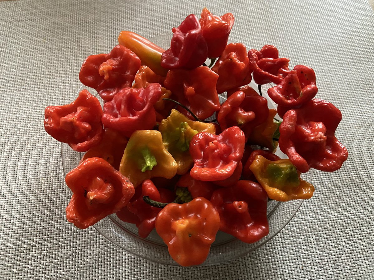 Einen wunderschönen guten Morgen und einen entspannten Wochenteiler wünsche ich Euch 🙋‍♀️☕️🍀🍁🌞🍂 Heute kann es etwas scharf werden, die letzten Glockenchili geerntet 🌶️🌶️🌶️🌶️🌶️