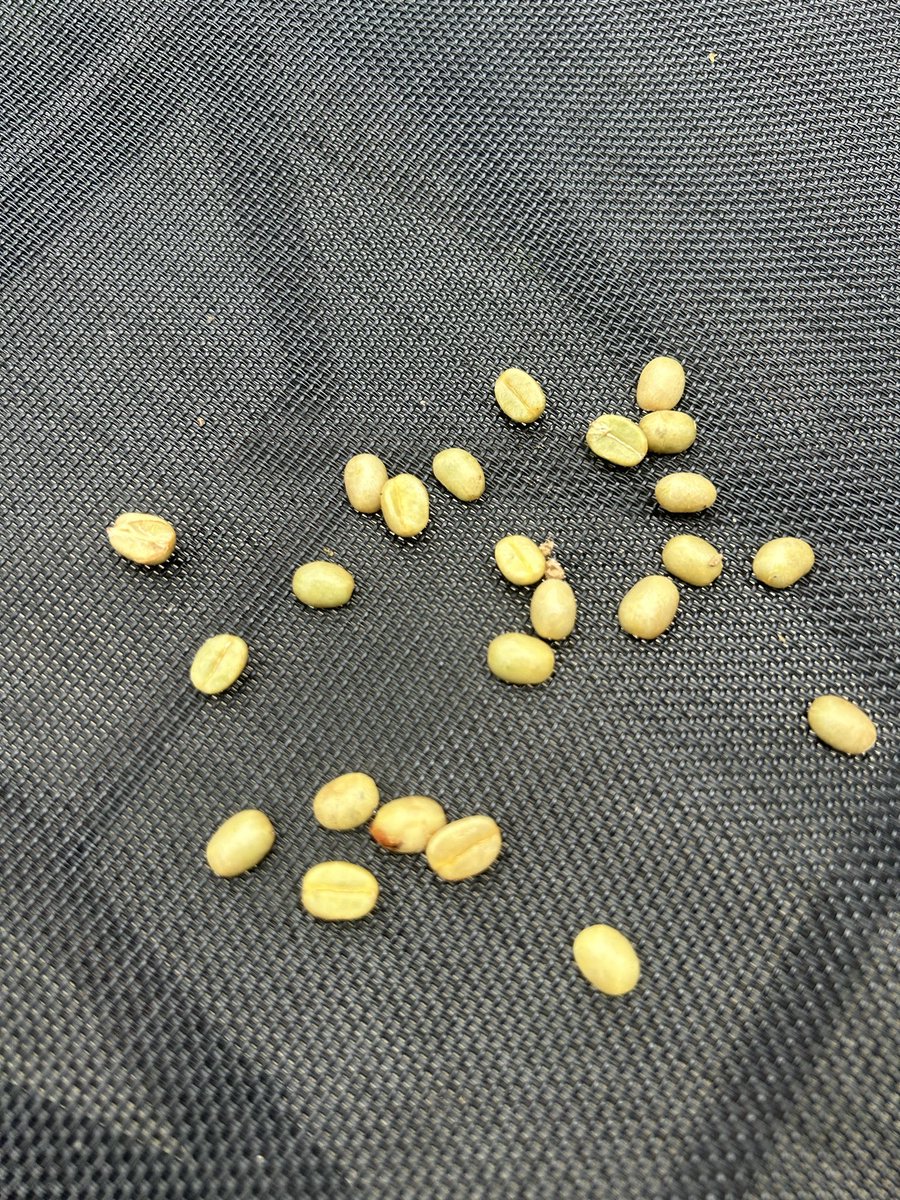 コーヒーチェリーから生豆が採れました。