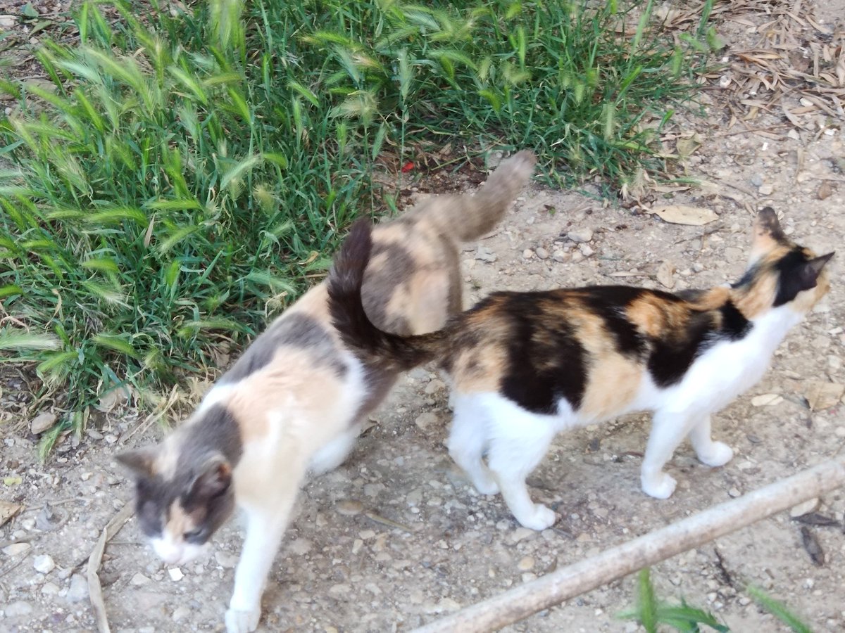 The infinite variety of tortoiseshell and calico colours. 
#TheGozoDailyCat #feralcats #GardenFamily #busycat