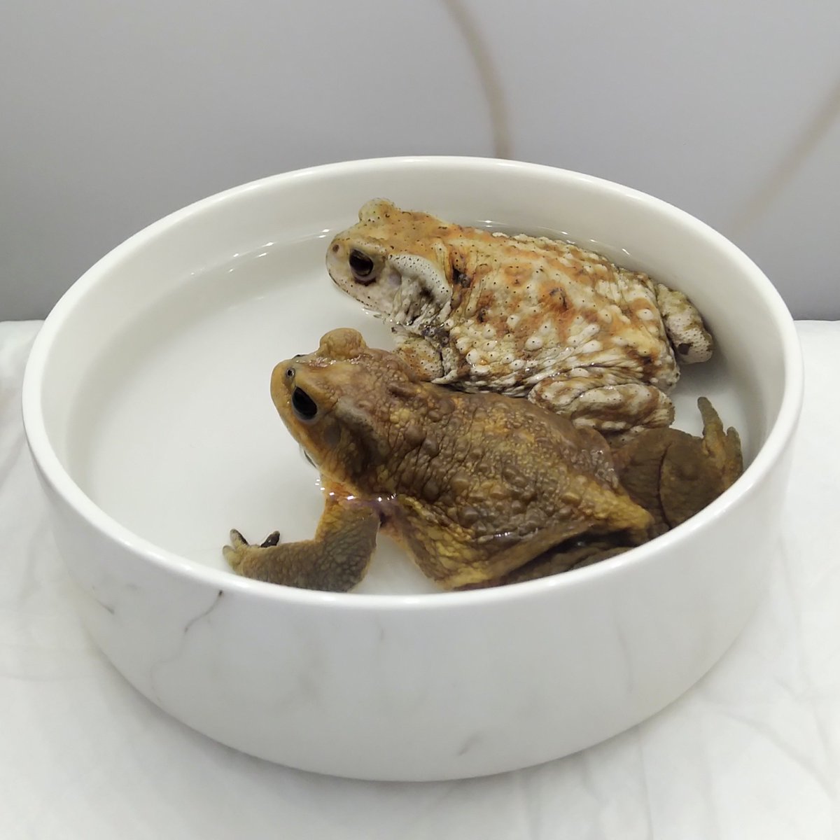 jyun_zou's tweet image. 入浴デート
#ミヤコヒキガエル 
#ヒキガエル 
#toad #bufo