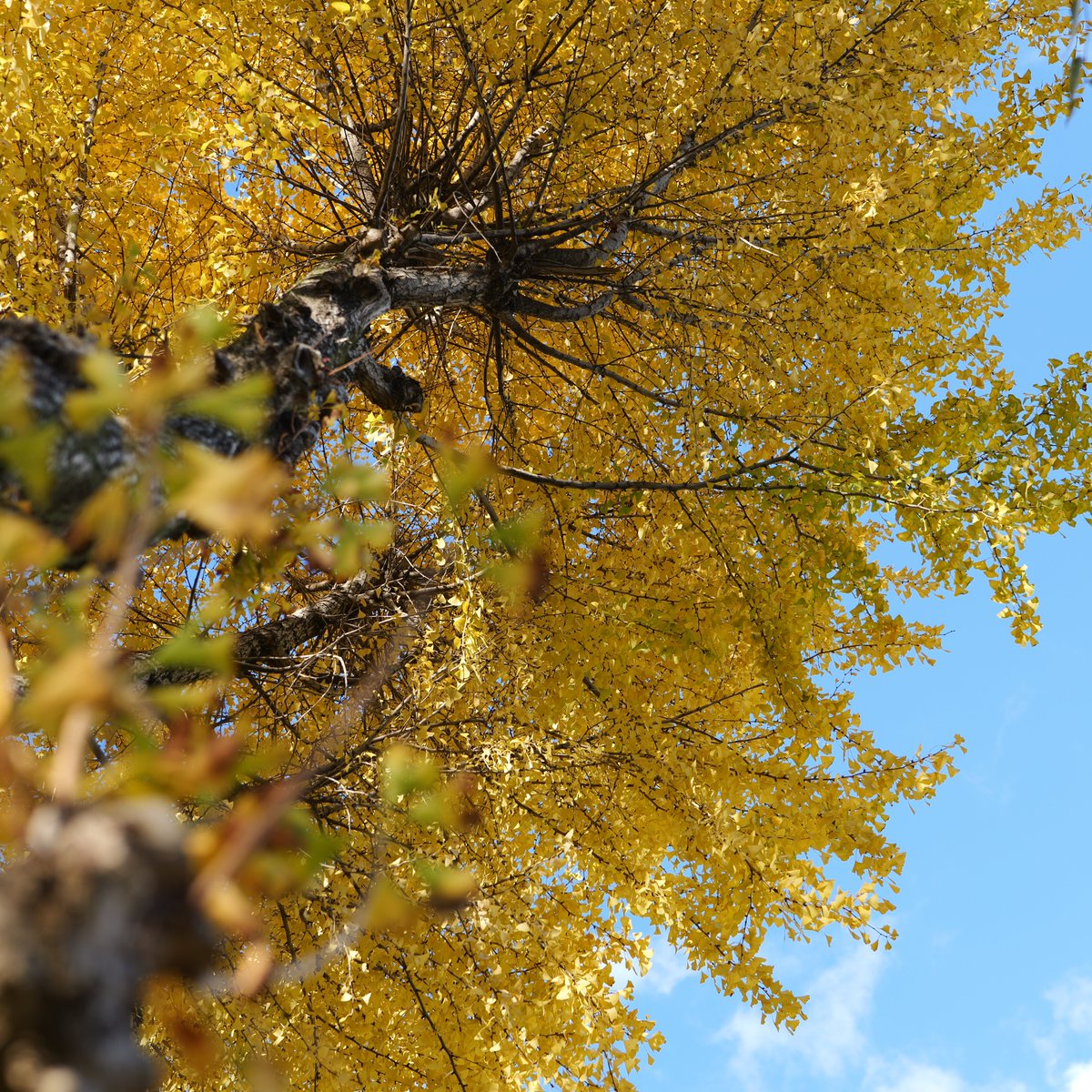 NU_GS_Science's tweet image. ー大学の日常ー

#イチョウ の黄葉が美しい時期になりました。

一斉に散るときも美しいのですが、しばらくこの景色を楽しめそうです！

#名大 #理学 #紅葉 #黄葉