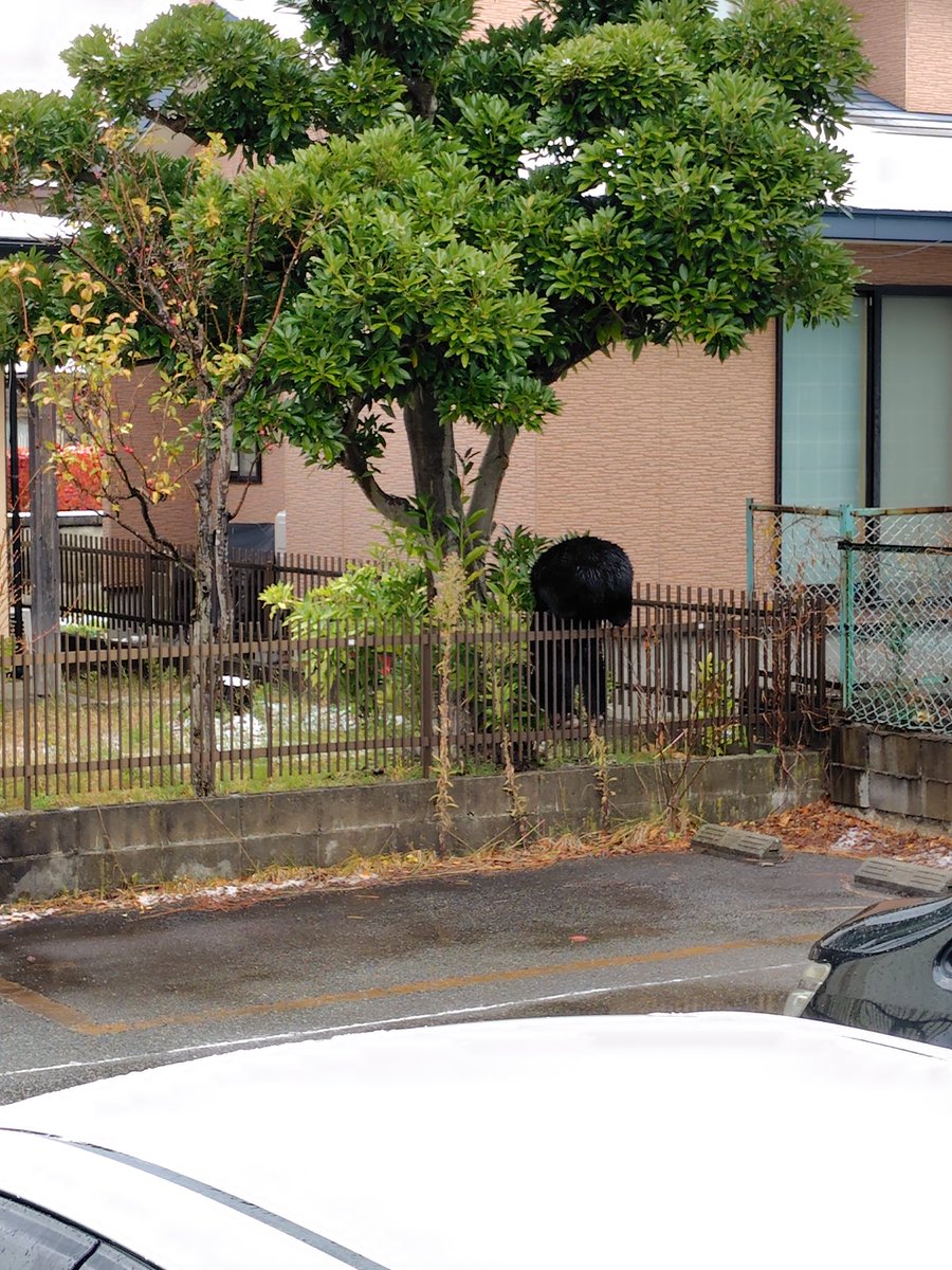 bonjin_z7's tweet image. 本当に秋田市内の住宅地で
この有様なんです😭😭😭
怖くて心配で…
どうすることも出来ない。

子供たちの学校の近くにも居るんです‼️バスを出すなり何とか安全対策を取って欲しい…

#熊
#秋田
#熊被害