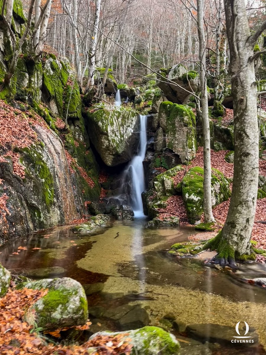 « Ô solitude des bois,
Calme et recueillie,
Aujourd'hui nue et sans voix,
De brouillard remplie,
Mon cœur frémit en secret,
Car en lui monte, ô forêt,
Ta mélancolie ! »
🍂🪵🪨💦
📖 Henri-Frédéric Amiel
📷 Samuel Chatard
🗺️ Bréau-Mars
#Cevennes #Gard #Oraterra