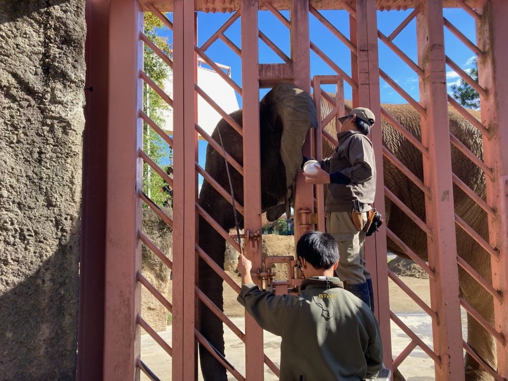 TamaZooPark's tweet image. アフリカゾウのトレーニングの様子。
寒くなると肌が乾燥してくるため、耳に保湿クリームを塗っています。
＃多摩動物公園　＃アフリカゾウ　＃トレーニング　＃保湿