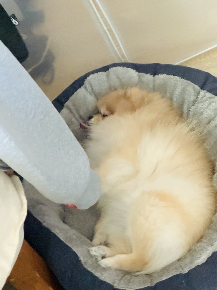 寝言しながら空を舐めるのが可愛い