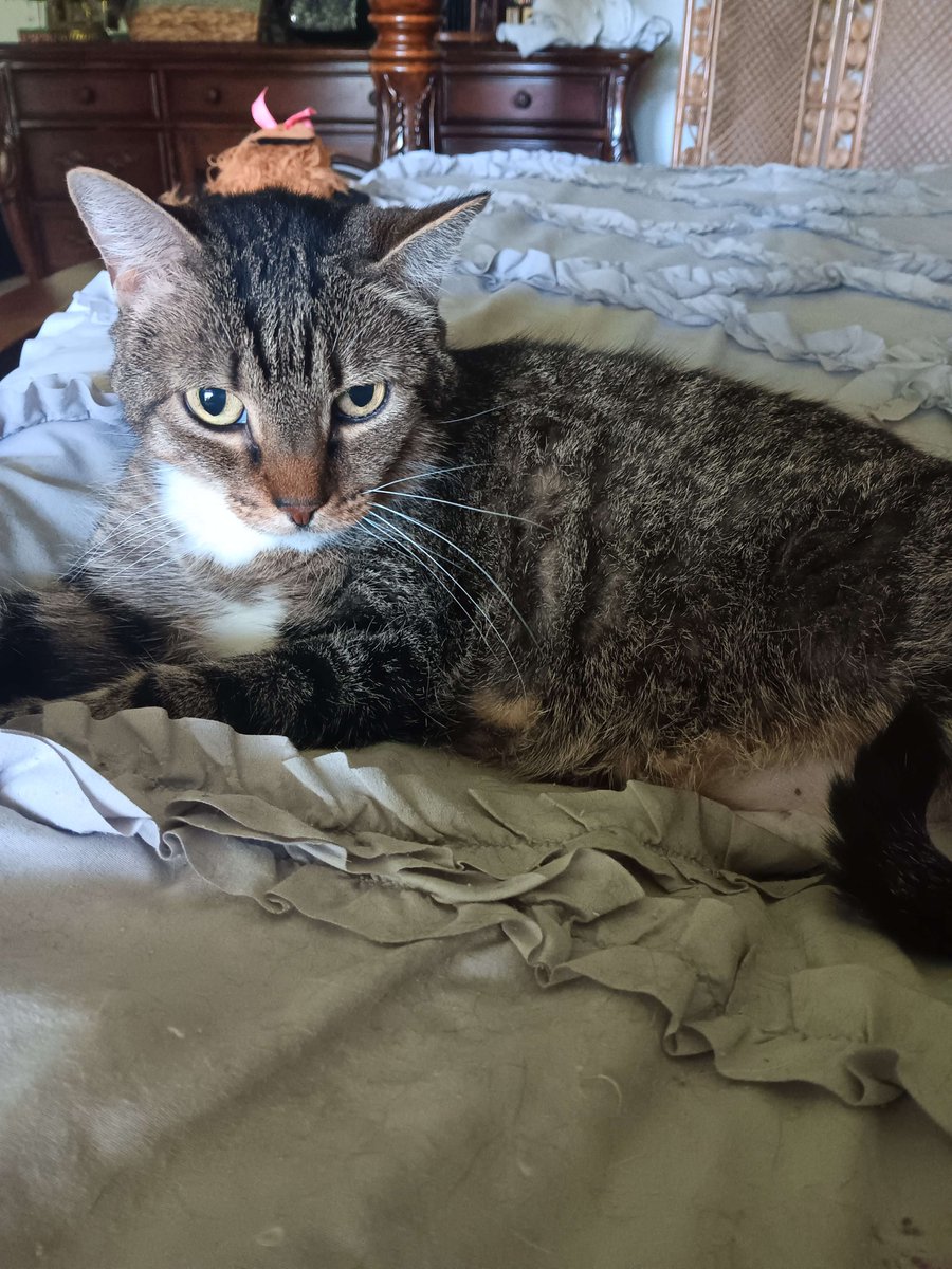 dotsdfe's tweet photo. RIP Ellie. The sweetest, smartest, most loving cat in the whole damn world. 

I'm absolutely crushed. https://t.co/FbHQ26uMBH