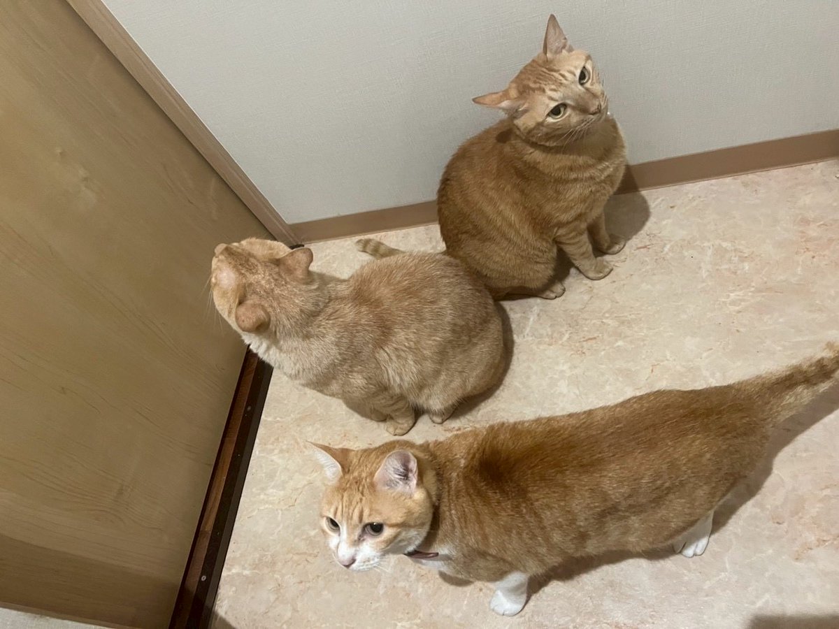 minnhapi's tweet image. 我が家のストーカーチャイロ〜ず🤎
飼い主のトイレ中に大集合！！
#猫　#ねこ　＃保護猫
#ねこのいる暮らし　#ねこかわいいね
#多頭飼い　#猫好きさんと繋がりたい