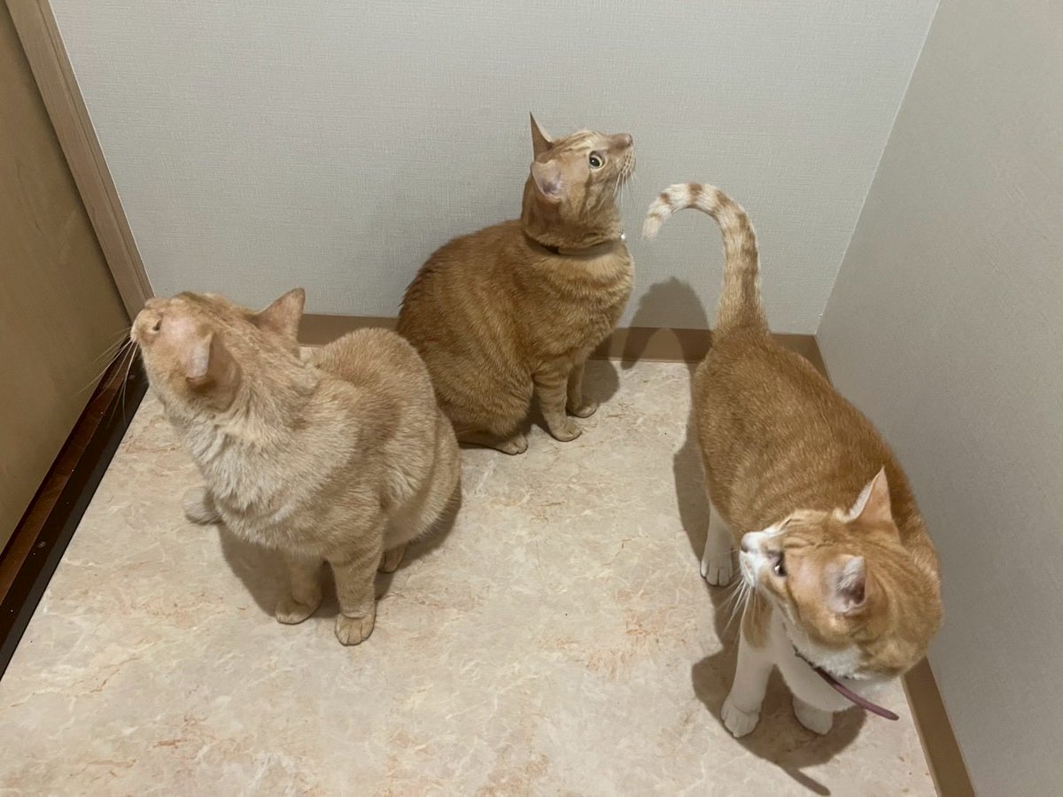 minnhapi's tweet image. 我が家のストーカーチャイロ〜ず🤎
飼い主のトイレ中に大集合！！
#猫　#ねこ　＃保護猫
#ねこのいる暮らし　#ねこかわいいね
#多頭飼い　#猫好きさんと繋がりたい