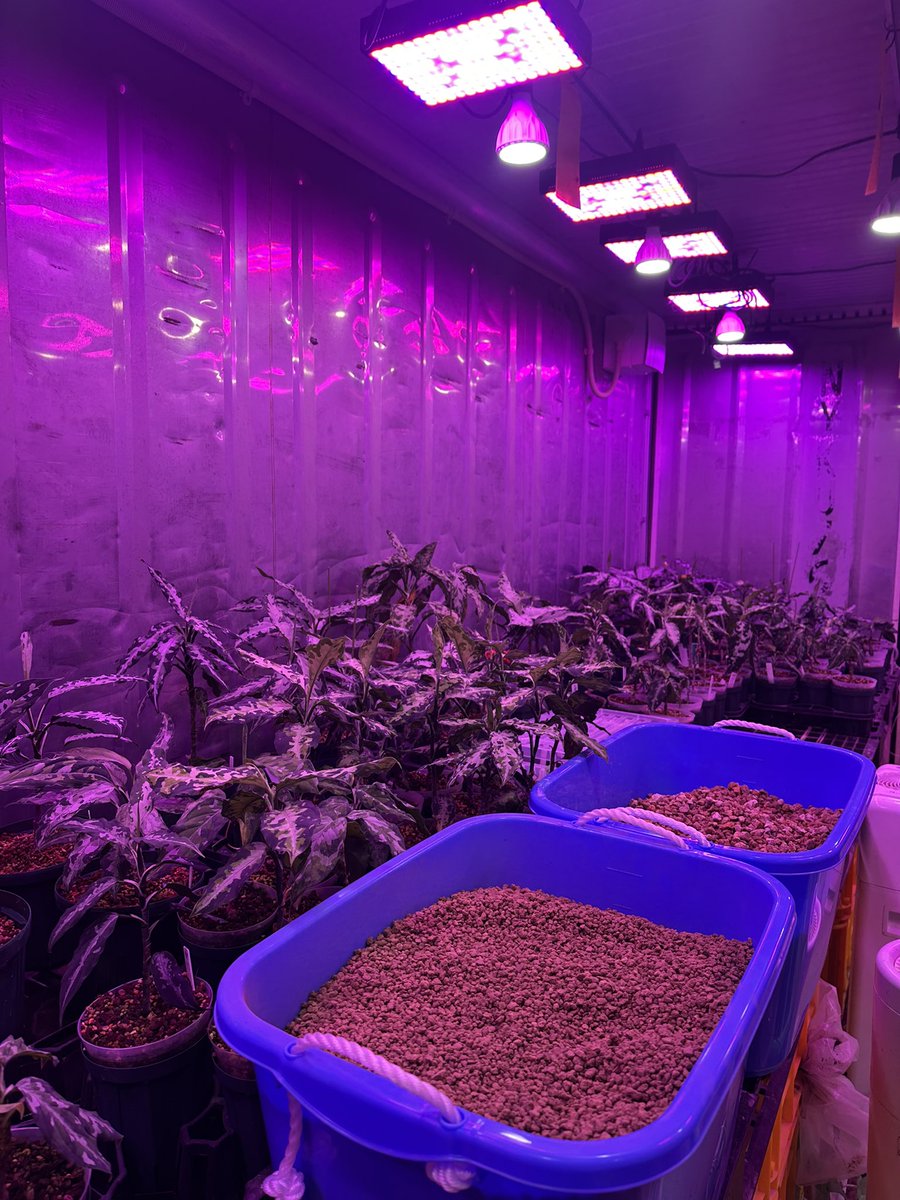 Jewel Plants Gifu (@Jewel_Plants) / Posts and Replies / X