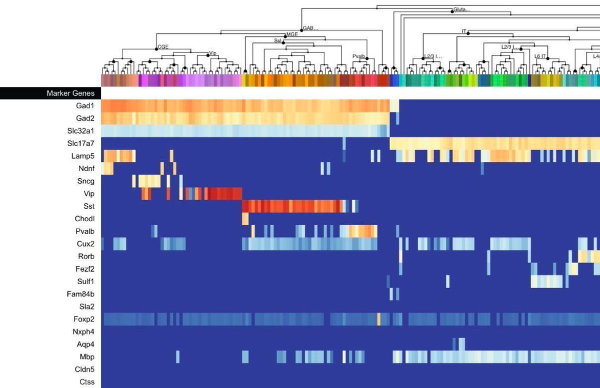 gp_pulipaka's tweet image. Accelerating Progress Toward Understanding the Brain with Data Analysis and Scientific Research! #BigData #Analytics #DataScience #AI #MachineLearning #IoT #IIoT #PyTorch #Python #RStats #TensorFlow #Java  #CloudComputing #Serverless #DataScientist #Linux #Programming #Coding…