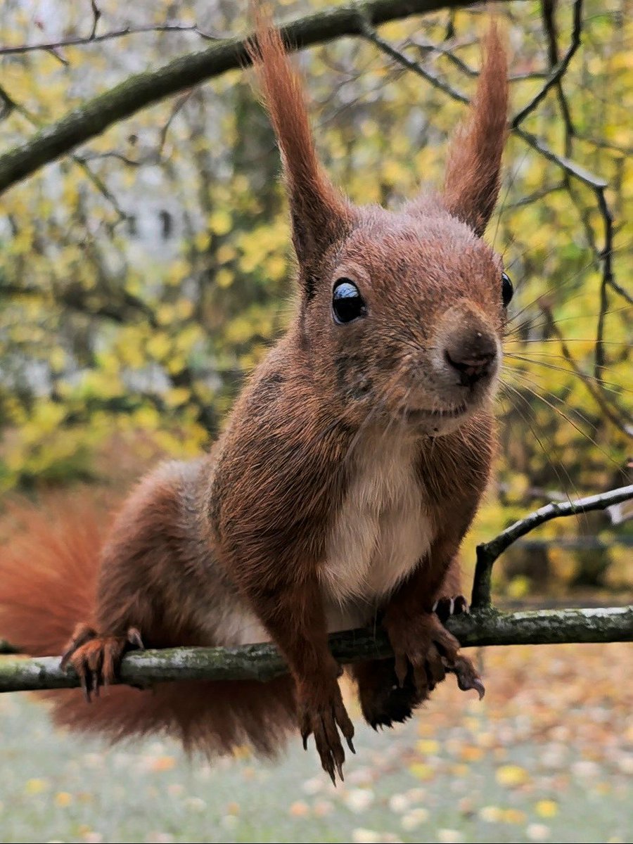 Guten Morgen aus Nusshausen 🐿
