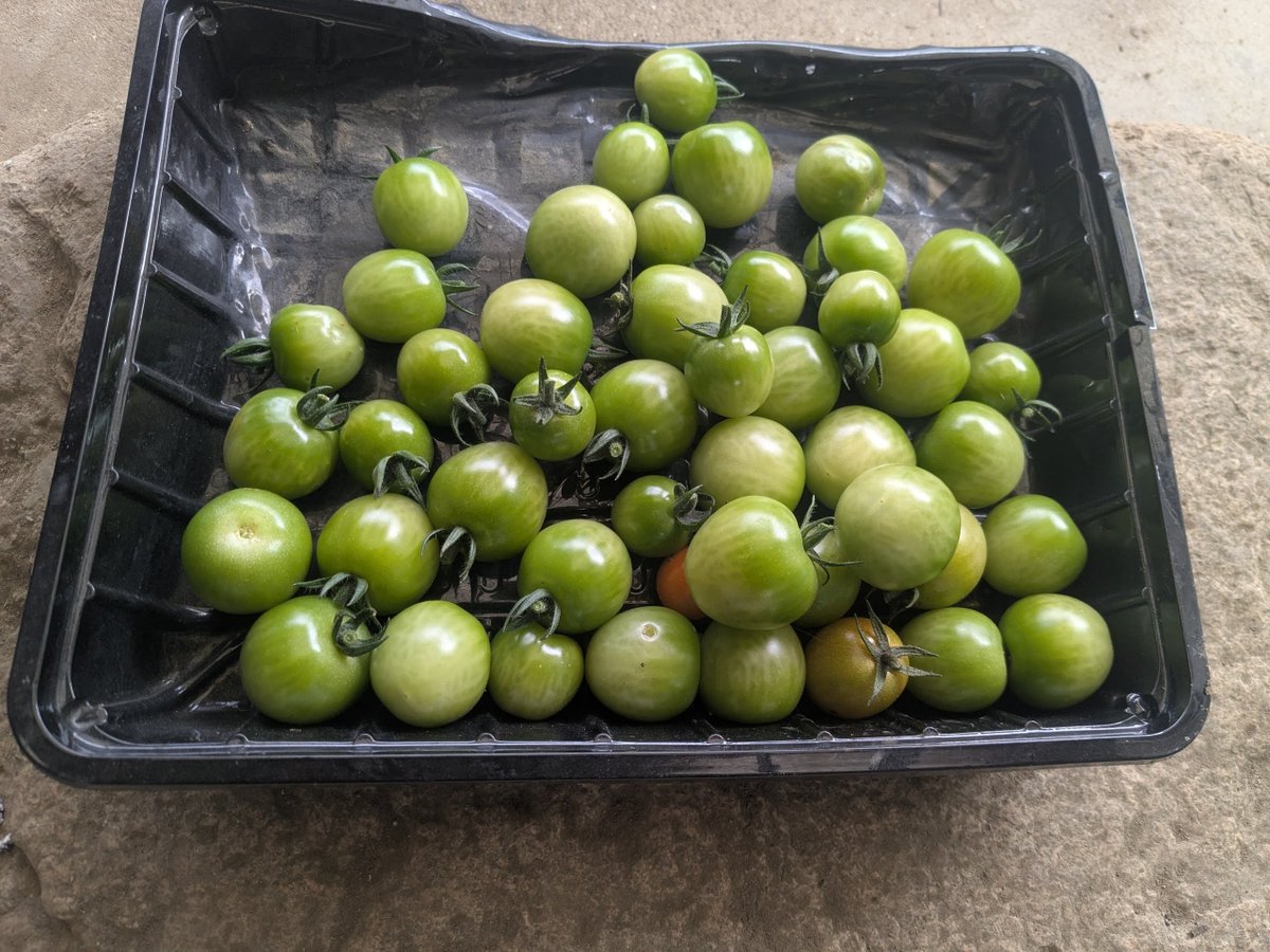 h_secondlife's tweet image. さすがに一段階寒くなったので無理だと自覚し
青いまま収穫　どこまで追熟できるだろうか🤔

#家庭菜園 #田舎暮らし #移住