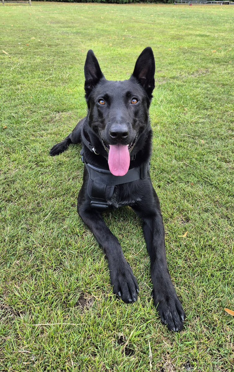 WMP Dog Unit tweet media