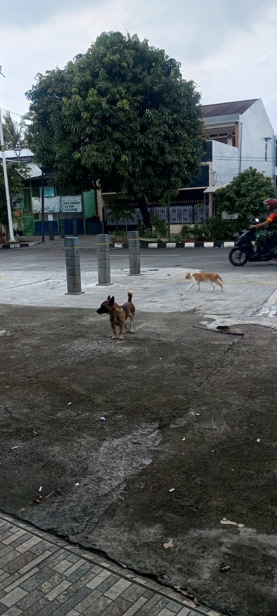 Lucu sih, walaupun kaki kanan yang belakang cacat. Kesayangan pedagang Mabes 🫣