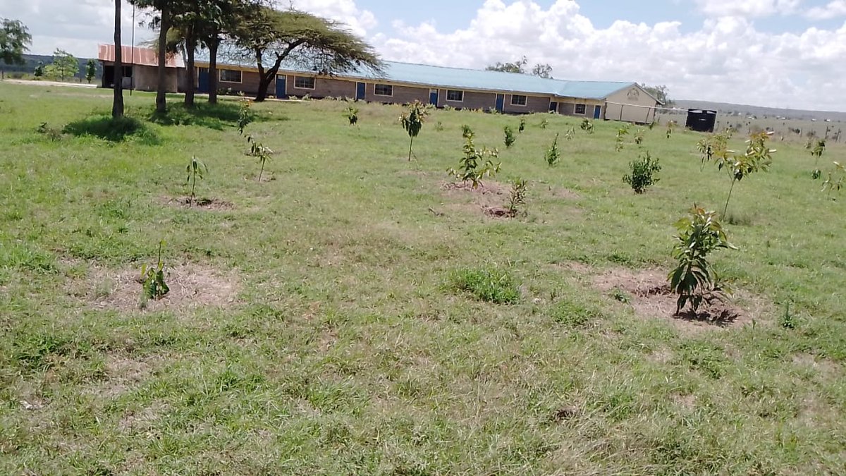 HeartsOfGreen's tweet photo. Great progress from our LANSRET site at Inkiito Primary School, done in collaboration with VIVA 365 Insurance Brokers!
Our team on the ground has successfully weeded and mulched around the young trees. This essential step helps retain soil moisture, suppresses weeds, and promotes https://t.co/ciCAayylqm