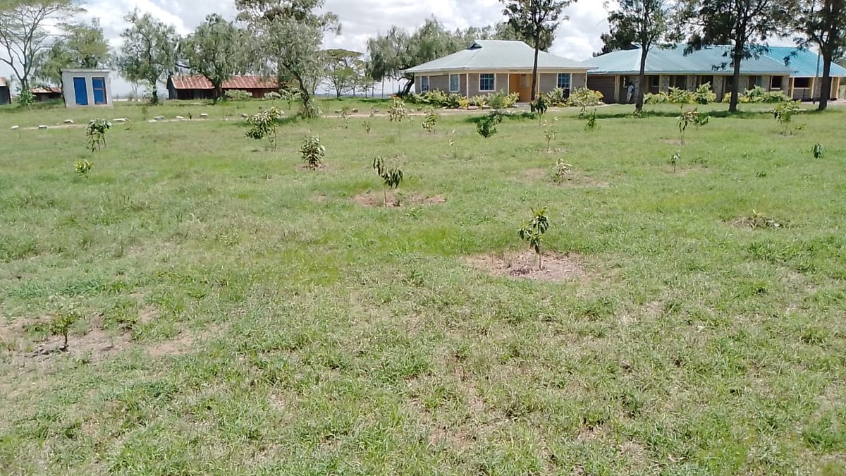 HeartsOfGreen's tweet photo. Great progress from our LANSRET site at Inkiito Primary School, done in collaboration with VIVA 365 Insurance Brokers!
Our team on the ground has successfully weeded and mulched around the young trees. This essential step helps retain soil moisture, suppresses weeds, and promotes https://t.co/ciCAayylqm