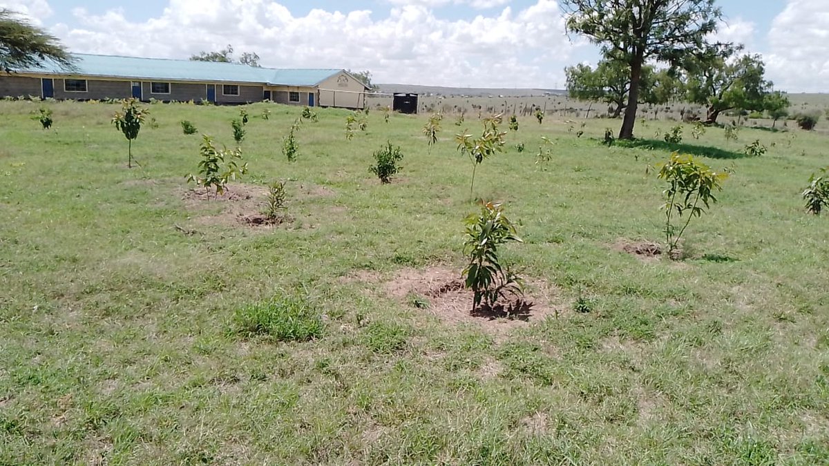 HeartsOfGreen's tweet photo. Great progress from our LANSRET site at Inkiito Primary School, done in collaboration with VIVA 365 Insurance Brokers!
Our team on the ground has successfully weeded and mulched around the young trees. This essential step helps retain soil moisture, suppresses weeds, and promotes https://t.co/ciCAayylqm