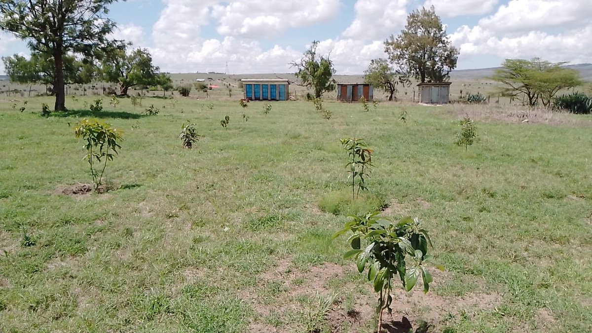 HeartsOfGreen's tweet photo. Great progress from our LANSRET site at Inkiito Primary School, done in collaboration with VIVA 365 Insurance Brokers!
Our team on the ground has successfully weeded and mulched around the young trees. This essential step helps retain soil moisture, suppresses weeds, and promotes https://t.co/ciCAayylqm