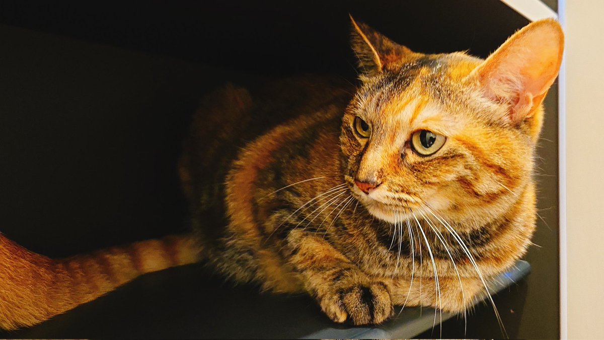 kumatea14's tweet image. 