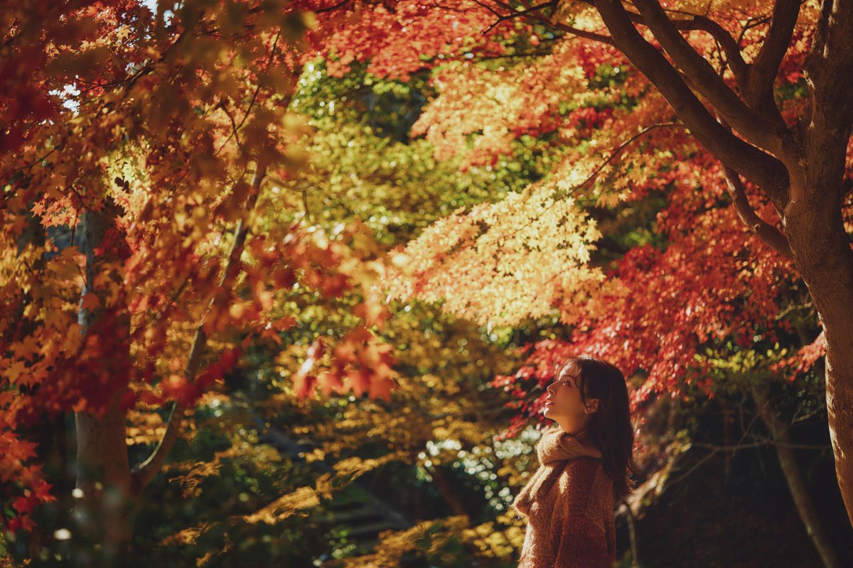 「布引の紅葉」が綺麗です。様々な色合いが織りなす美しい情景を目に、優雅な秋のガーデン散策をお楽しみください♪

見ごろ：12月上旬まで

#神戸布引ハーブ園 #布引ハーブ園