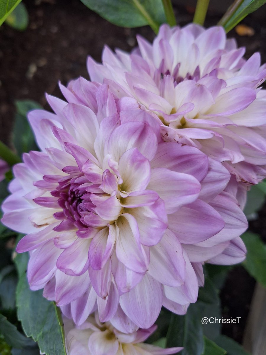 ChrissieT1894's tweet image. Wishing you all a good Wednesday. Had a little snow earlier on but now turned to rain.
Dahlia's are all over now 🤍💜🤍
#Flowers #Dahlias #Allotment #Gardening #FlowersOnX #DahliaLove #WednesdayFlowers