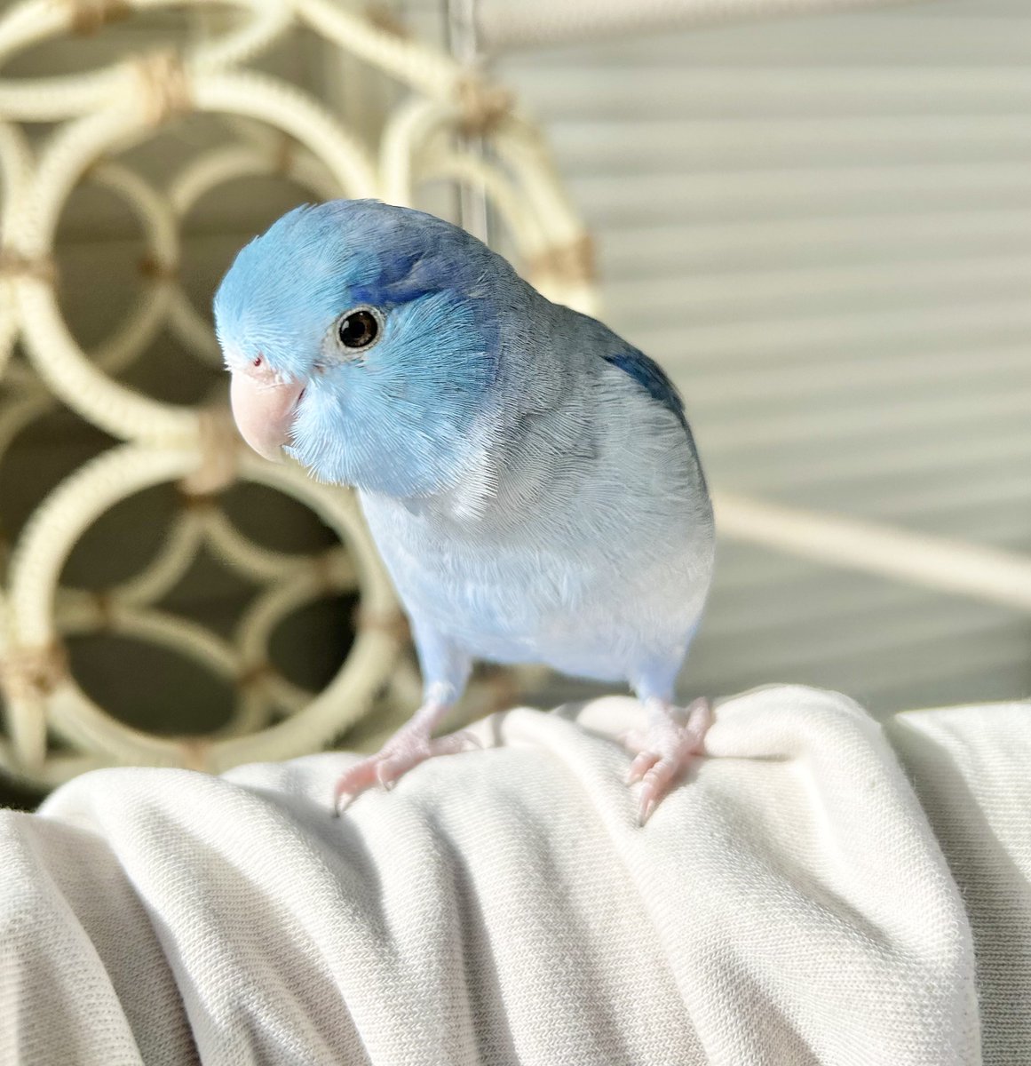 毎日かわいいぽぽすけ