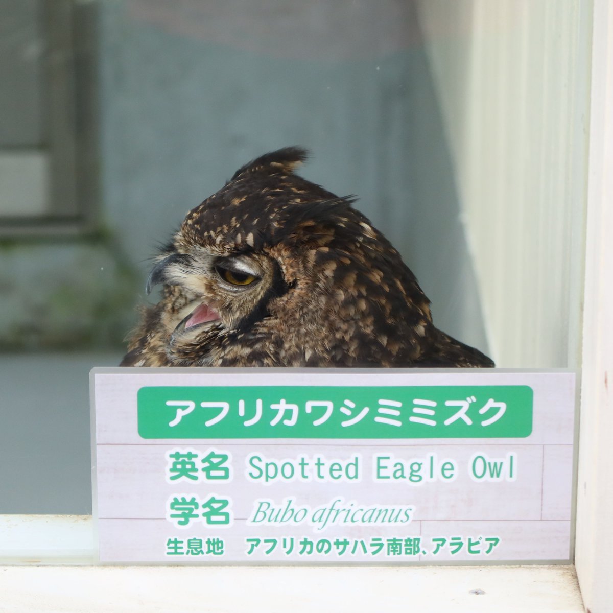 ふわぁ～🥱 はいはい、わしミミズクですよ～ #アフリカワシミミズク