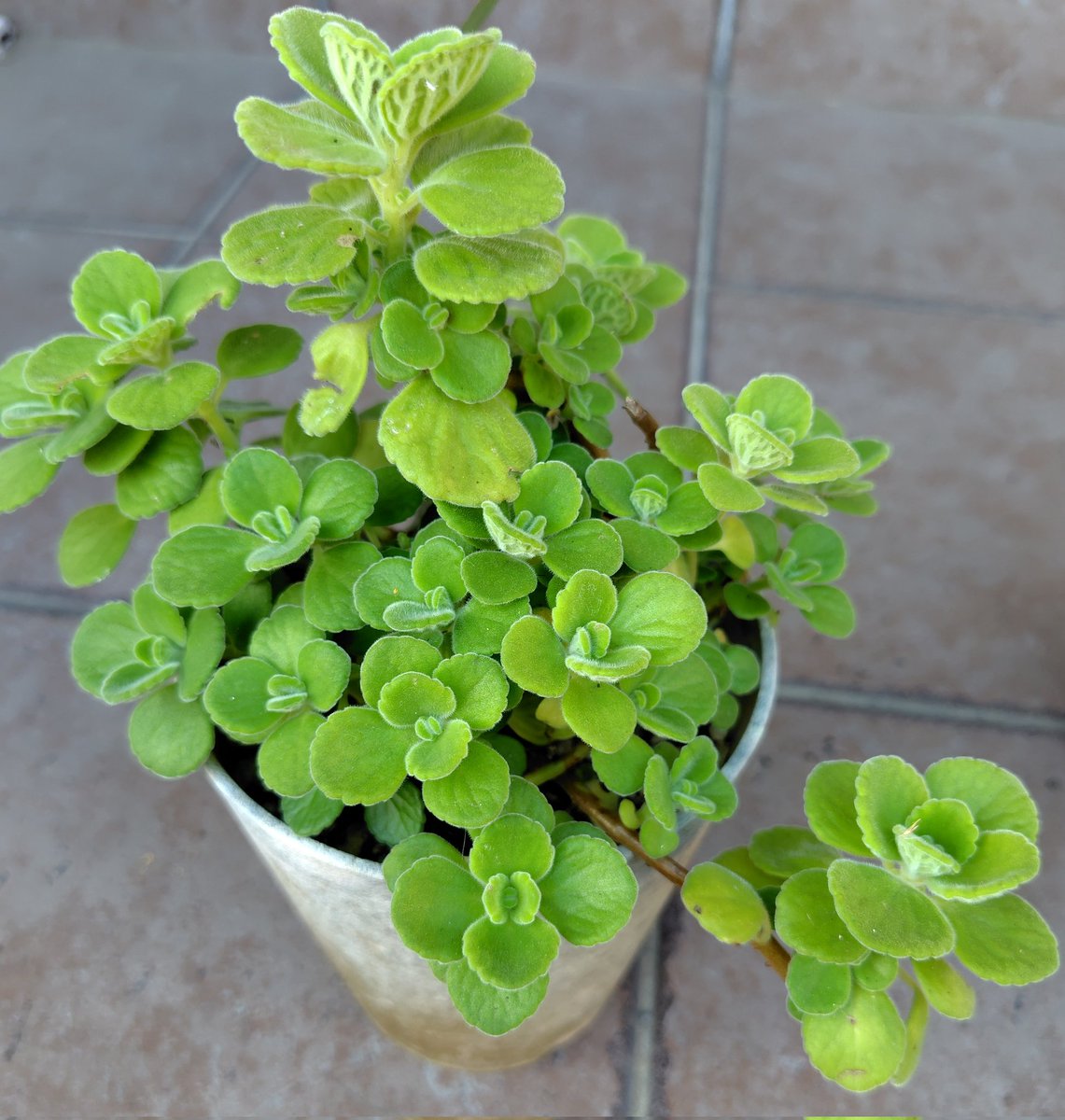 ｃｏｃｏ◡̈♡ིྀ様　ハーブガーデン125ml 3本 coco◡̈♡ིྀ様 ハーブガーデン125ml 3本 coco◡̈♡ིྀ様 ハーブ