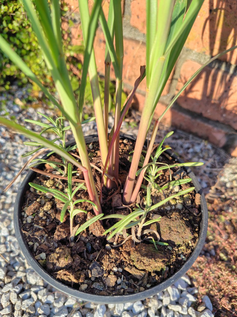 ｃｏｃｏ◡̈♡ིྀ様　ハーブガーデン125ml 3本 coco◡̈♡ིྀ様 ハーブガーデン125ml 3本 coco◡̈♡ིྀ様 ハーブ