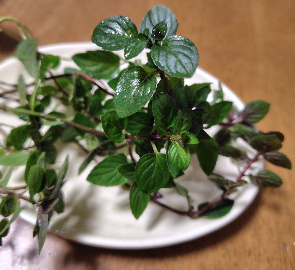 ハーブガーデン