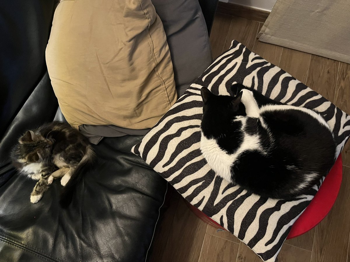 BLACKADAPROGRAM's tweet image. BettyDavis (la cantante) &amp;amp; Orea from The Block 
#Gatti