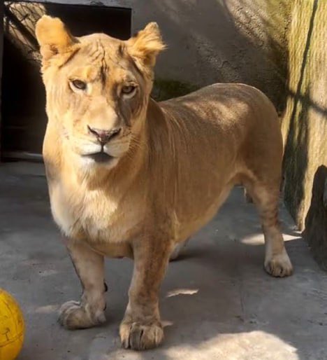 leweegi's tweet image. This leg up we’ve seen on Italian brainrot so far is about as small as this midget lion’s legs compared to what’s coming

Paytience for the AI universe that’s taken over the world