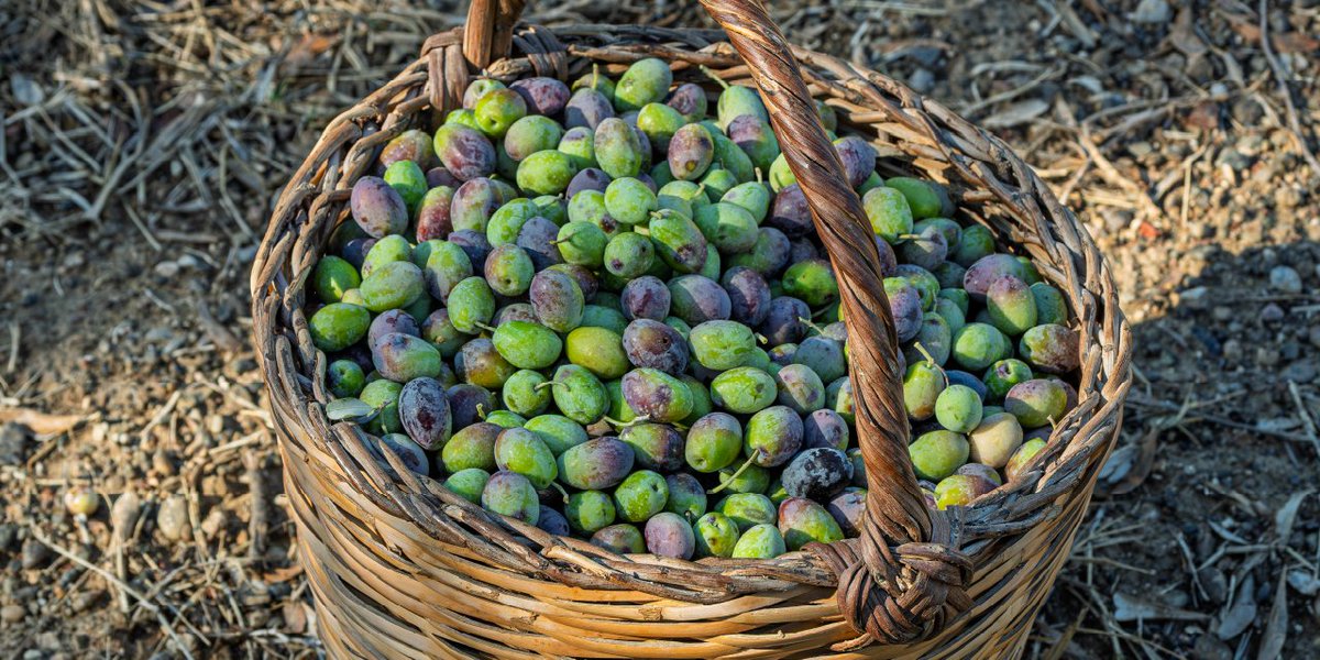 Ruv Datça’nın zeytinlerini topladık.
Bizim için sadece bir hasat değil; bir kültür, bir birlik, bir teşekkür anıydı.

Biz Ruv Datça’da sadece bir tat değil, bir yolculuk sunuyoruz.

Hasadın bereketiyle başlayacak yeni hikâyelere… 🫒🌅