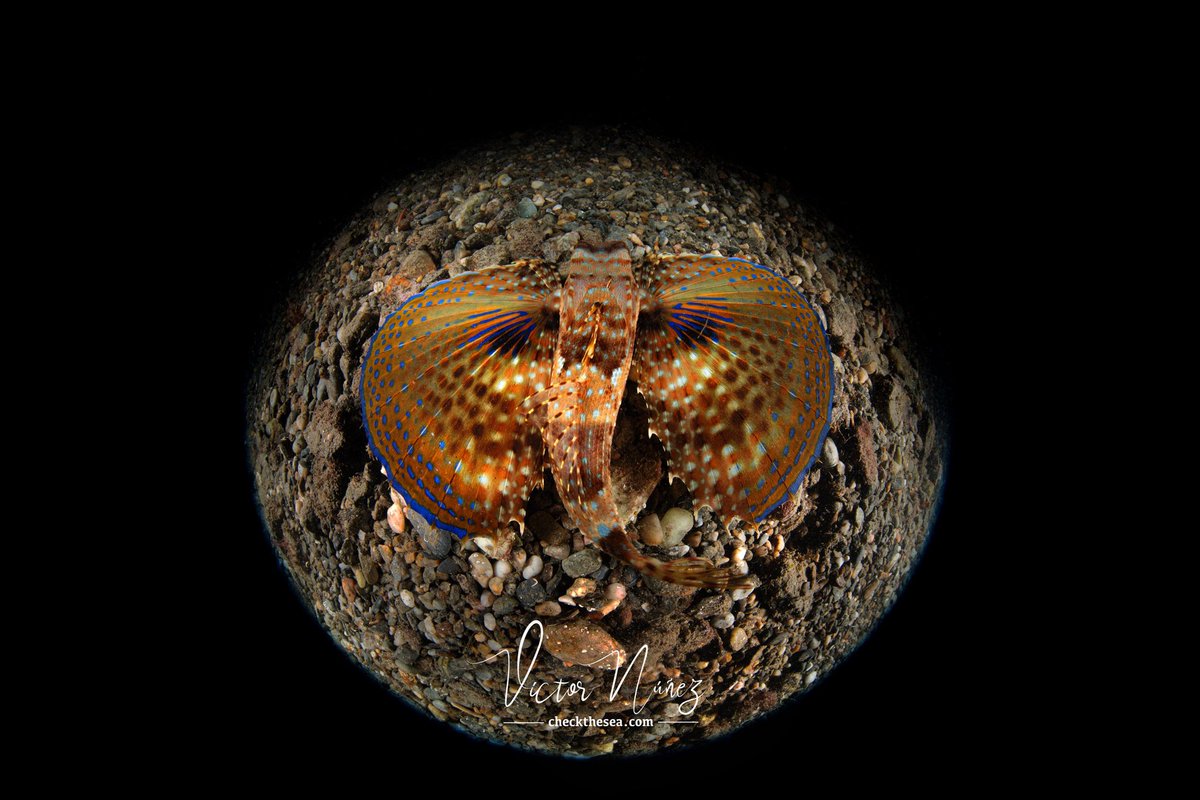 Check the Sea tweet media