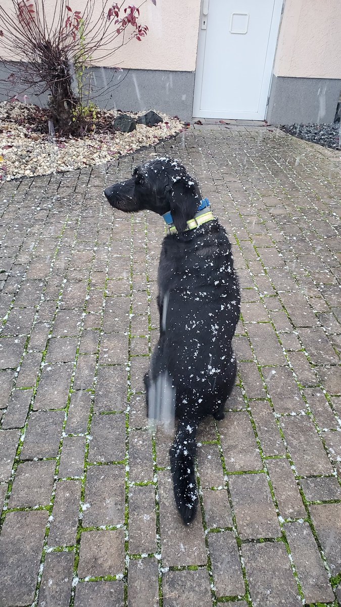 Du <a href="/HerrSchroedi/">Herr Schröder</a> sag mal, bin ich jetzt ein Dalmatiner? 
Schneeeeeeeeeeee
*rastet aus (gibt aber kein Video, Madame war zu langsam)