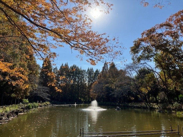 🍁＃東武アーバンパークライン 沿線紅葉情報📢

🏞️＃貝柄山公園 紅葉情報（第２弾）！
【11月19日（水）現在】

秋も深まり、🏞貝柄山公園の🌳木々の🍁葉が色濃くなり今が一番の👀見どころです。ぜひおでかになり、公園を🥾散歩しながら秋を感じてみてください。🍂