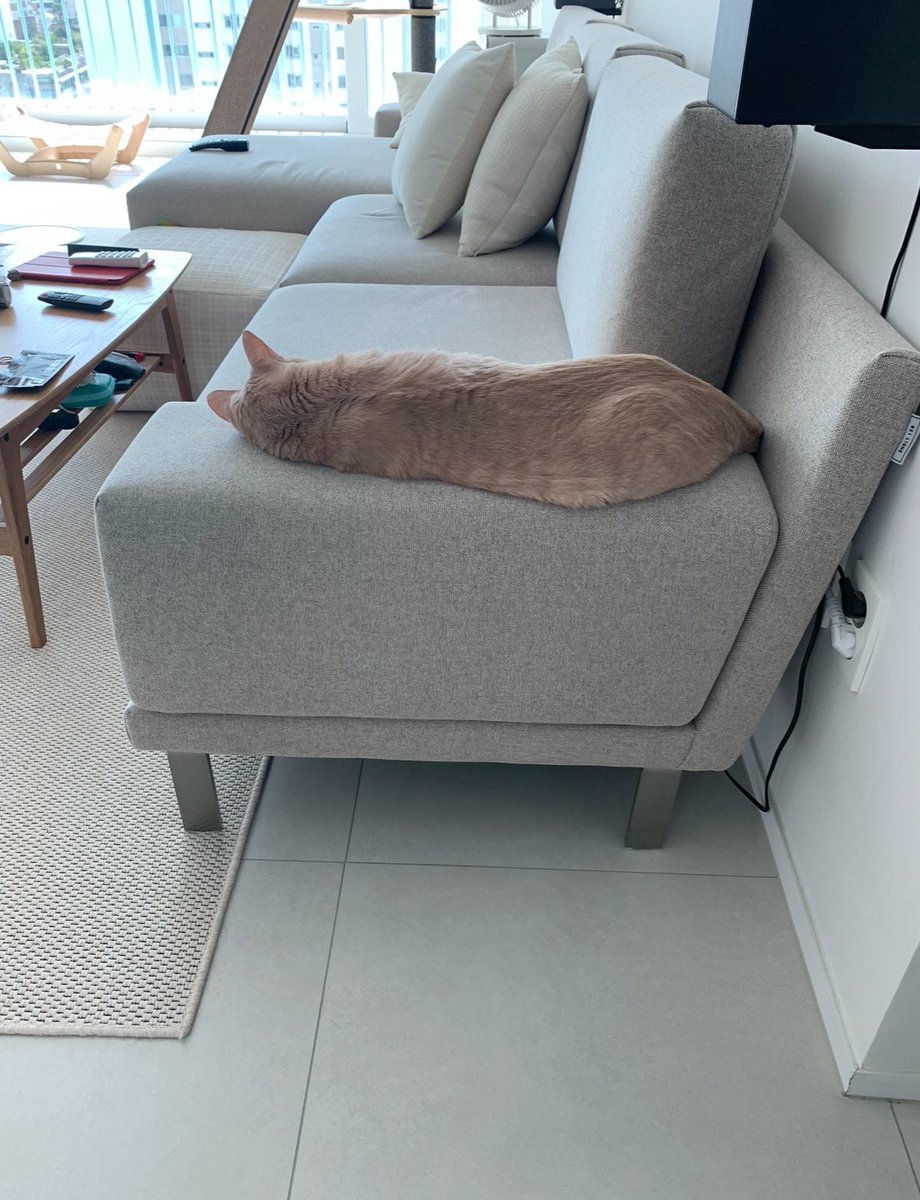 기후위기 심각합니다. 
민달팽이가 이렇게나 크게..................