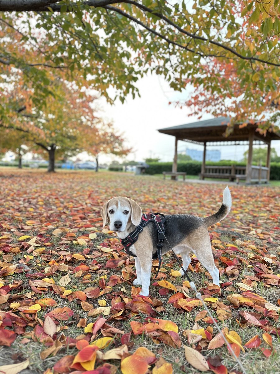 落ち葉の絨毯🍁🍂🍁🍂🐶🎶
#ビーグル
#ビーグル小太郎
#beagle
