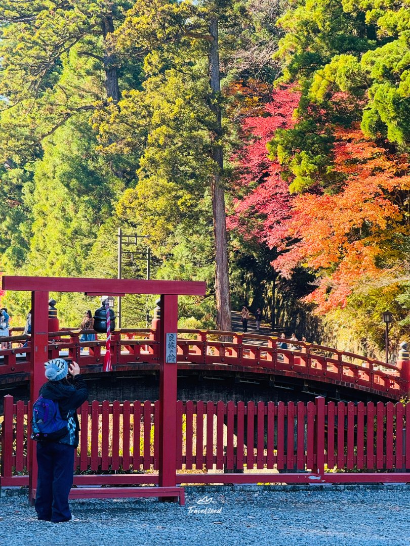 Travel_zeed's tweet photo. 🍁 อัปเดตบรรยากาศใบไม้เปลี่ยนสี  จากเมืองมรดกโลก "นิกโก้" จังหวัดโทชิงิ ประเทศญี่ปุ่น อุณหภูมิโดยประมาณ 17 องศา อากาศกำลังเย็นสบายเลยค่ะ 🍂✨

---------------------------------------

ขอบคุณภาพอัปเดตจาก GS Group

#นิกโก้ #ใบไม้เปลี่ยนสี
#ญี่ปุ่น #ทัวร์ญี่ปุ่น #เที่ยวญี่ปุ่น https://t.co/EWdOwjhswb