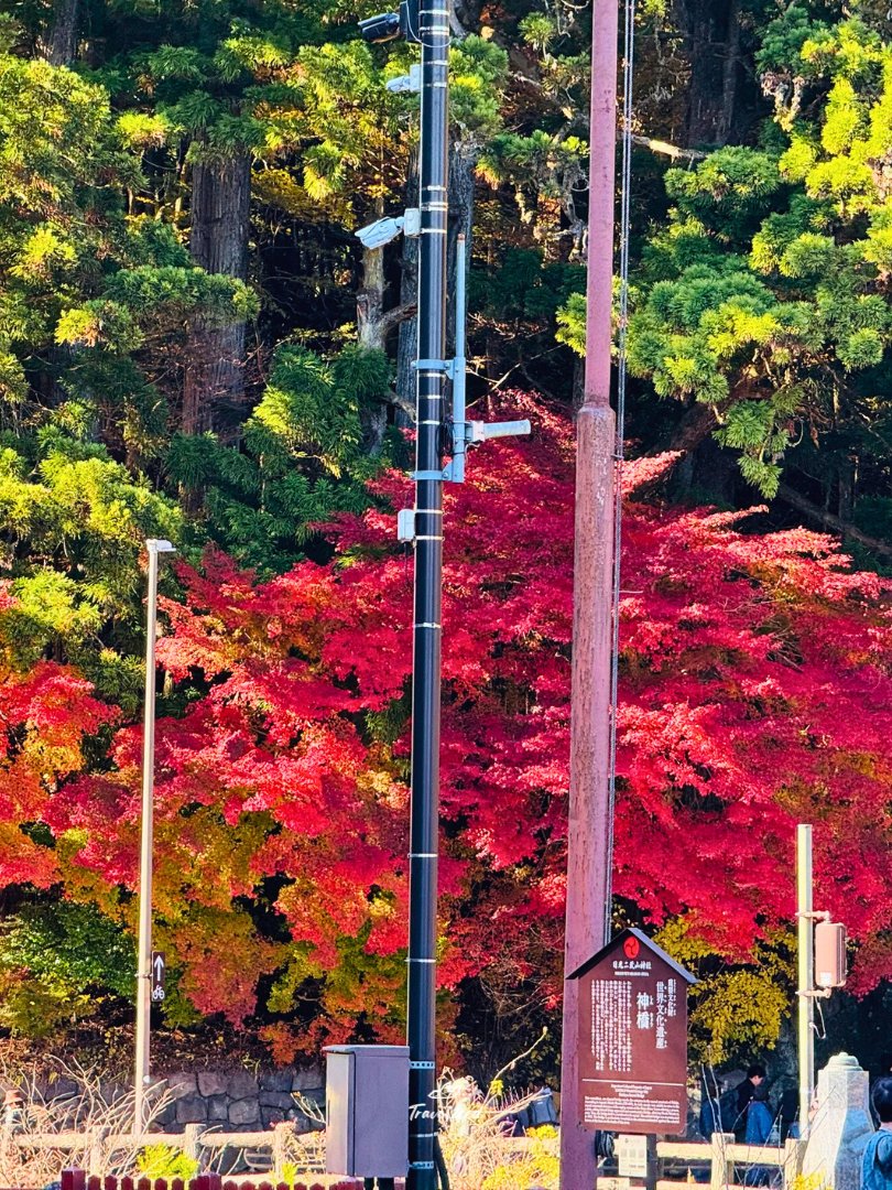 Travel_zeed's tweet photo. 🍁 อัปเดตบรรยากาศใบไม้เปลี่ยนสี  จากเมืองมรดกโลก "นิกโก้" จังหวัดโทชิงิ ประเทศญี่ปุ่น อุณหภูมิโดยประมาณ 17 องศา อากาศกำลังเย็นสบายเลยค่ะ 🍂✨

---------------------------------------

ขอบคุณภาพอัปเดตจาก GS Group

#นิกโก้ #ใบไม้เปลี่ยนสี
#ญี่ปุ่น #ทัวร์ญี่ปุ่น #เที่ยวญี่ปุ่น https://t.co/EWdOwjhswb