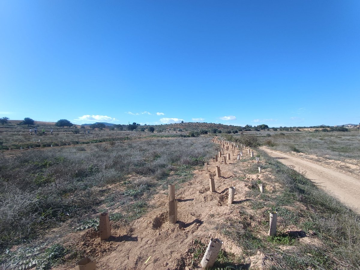 BosqueRomano's tweet photo. 🪻 Las plantaciones en el Corredor Verde de #BosqueRomano continúan. 30 miembros de @Fitosoil con sus familias participaron en la introducción de 400 nuevos ejemplares de plantas aromáticas en la Finca Medina.

@FBiodiversidad #ProyectosPRTR #PlanDeRecuperación #NextGenerationEU https://t.co/QfKujjCW02