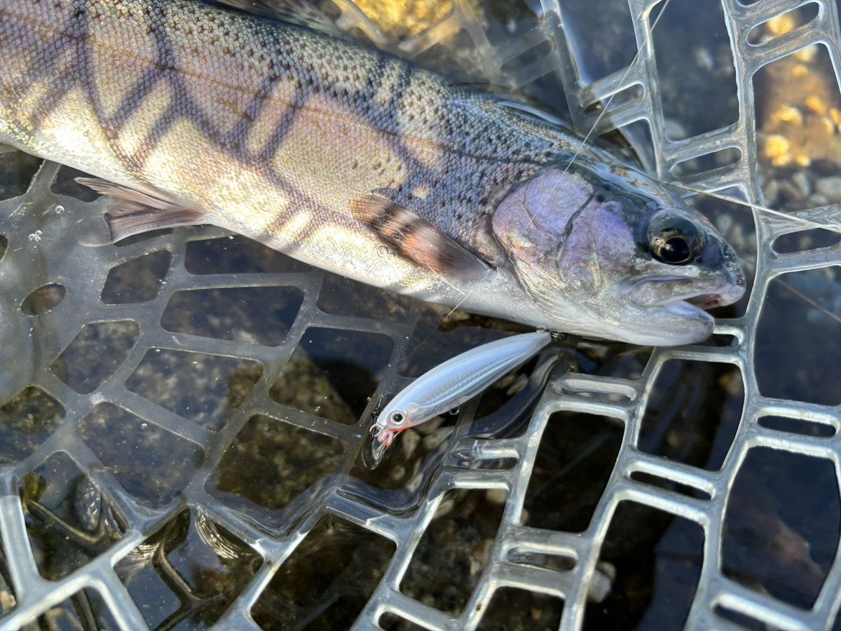 【新品】パラノイア　スピットラット　14kcd オリカラ　箱付き　値下げしました 新品】パラノイア スピットラット 14kcd オリカラ 箱付き 値下げしま