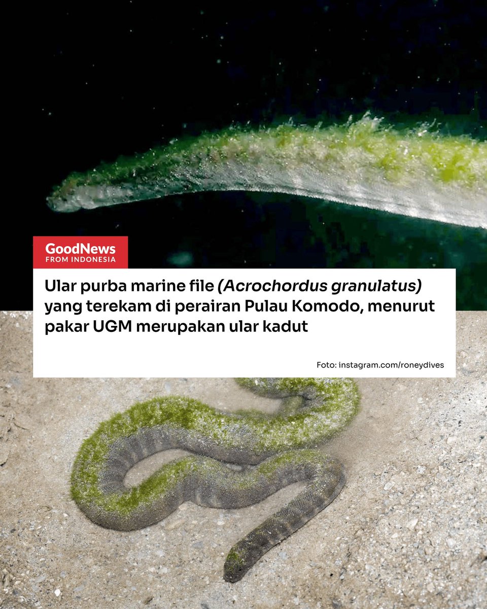 Good News From Indonesia (@gnfi) on Twitter photo 