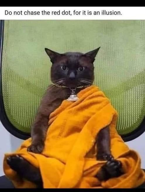 caron_allan's tweet image. Wise words indeed.
But more importantly, look at his little feet sticking out, so cute!

#cats #wordsofwisdom #reddot #toebeans