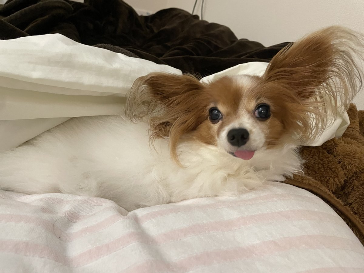 はい‼️本日の営業はお休みでーす‼️‼️🐶