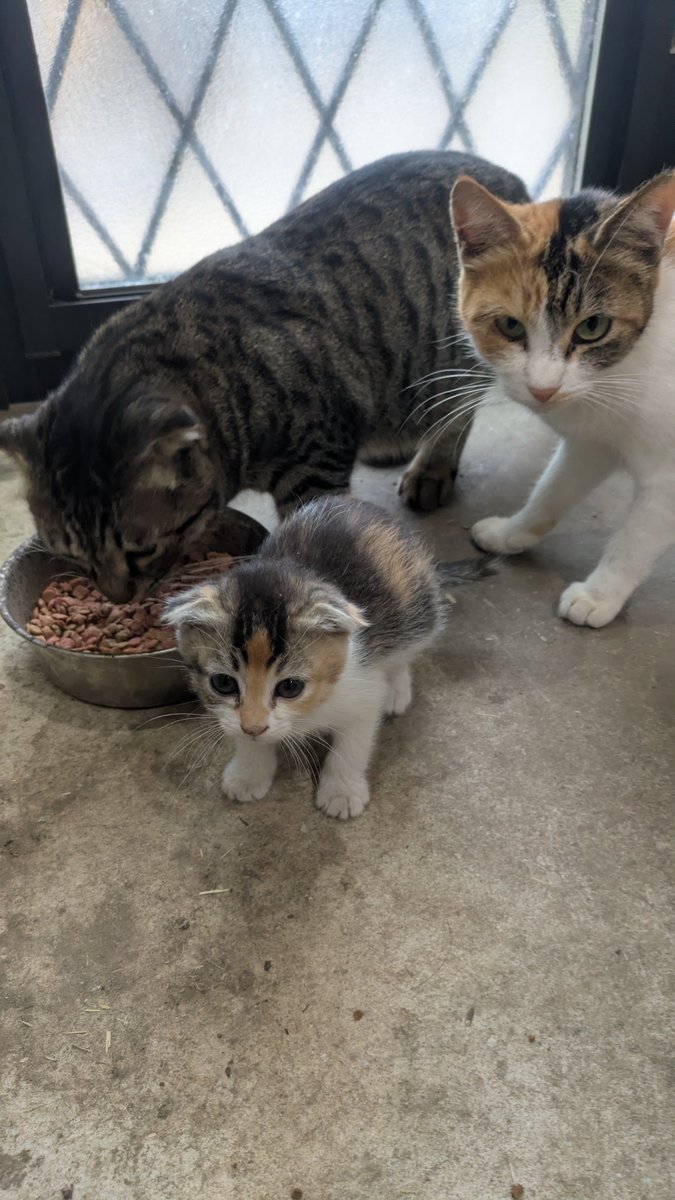 kanayabeats's tweet image. 父と
もみじ🐾と
母。