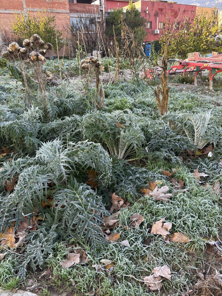 La primera glaçada de la temporada ✨🥶🤍