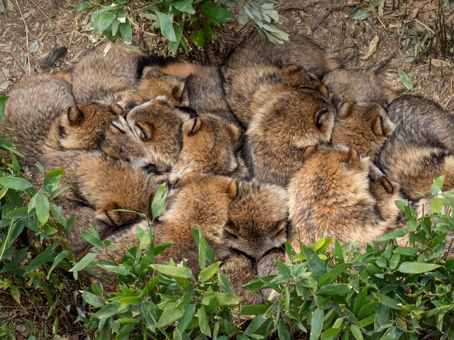 1996SF's tweet image. タヌキ団子――あれ、実は“タヌキの当たり前”ではありません。

可愛いから当然の習性だと思っていた人が多いと思いますが、
行動学の世界では、あの光景は 野生ではほぼ起こらない“例外” とされています。

むしろ、自然界のタヌキは
くっついて眠るどころか、…